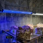 A 20 nap, ami megdrágítja a shiitake-et – és a kék LED, ami visszaadja